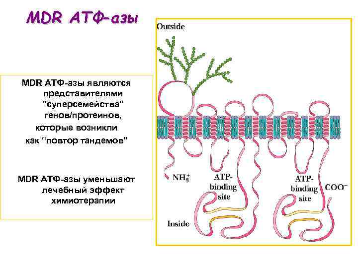 MDR ATФ-азы являются представителями “суперсемейства“ генов/протеинов, которые возникли как “повтор тандемов" MDR AТФ-азы уменьшают