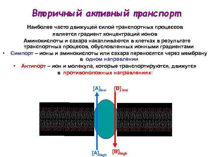 Градиент концентрации ионов