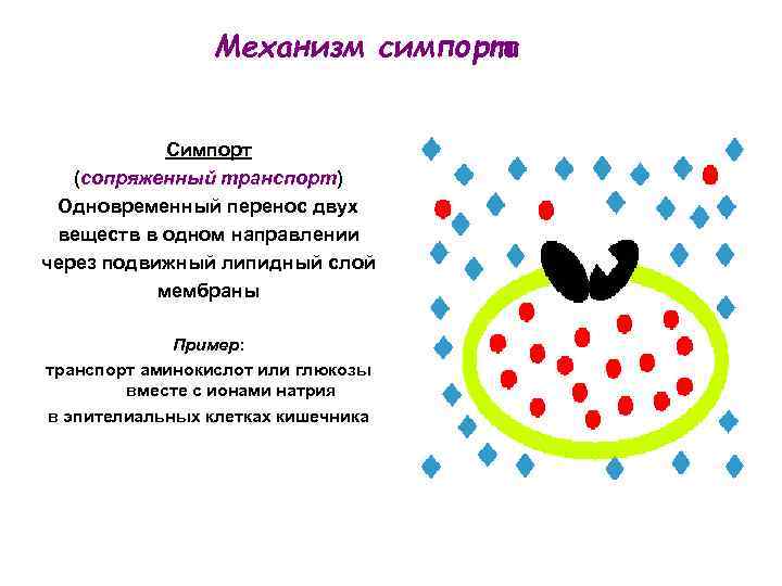 Механизм симпорта Симпорт (сопряженный транспорт) Одновременный перенос двух веществ в одном направлении через подвижный