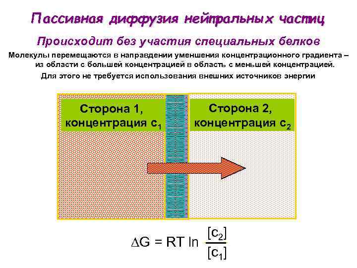 Пассивная диффузия нейтральных частиц Происходит без участия специальных белков Молекулы перемещаются в направдении уменшения