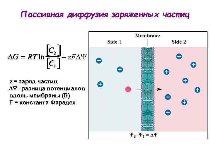 Пассивная диффузия заряженных частиц z = заряд частиц DY= разница потенциалов вдоль мембраны (В)