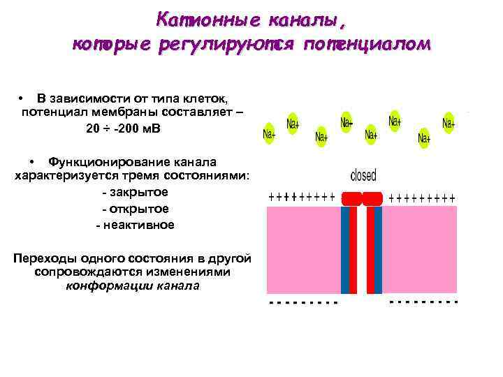 Катионные каналы, которые регулируются потенциалом • В зависимости от типа клеток, потенциал мембраны составляет