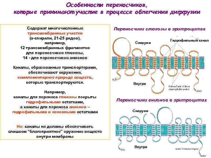 Особенности переносчиков, которые принимают участие в процессе облегчения диффузии Содержат многочисленные трансмембранные участки (a-спирали,