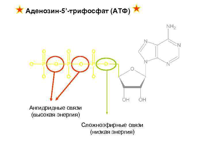 Aденозин-5’-трифосфат (ATФ) Ангидридные связи (высокая энергия) Сложноэфирные связи (низкая энергия) 