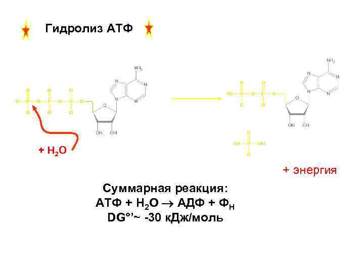 Гидролиз ATФ + H 2 O + энергия Суммарная реакция: ATФ + H 2