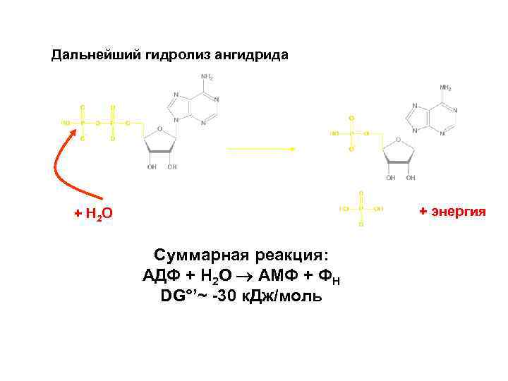 Дальнейший гидролиз ангидрида + энергия + H 2 O Суммарная реакция: AДФ + H