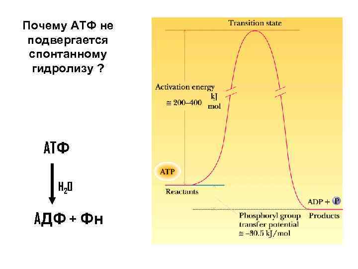 Почему ATФ не подвергается спонтанному гидролизу ? ATФ H 2 O AДФ + Фн