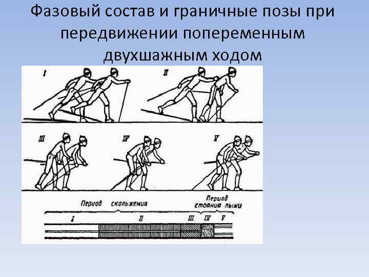 Фазовый состав и граничные позы при передвижении попеременным двухшажным ходом 