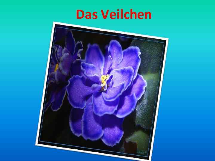  Das Veilchen 