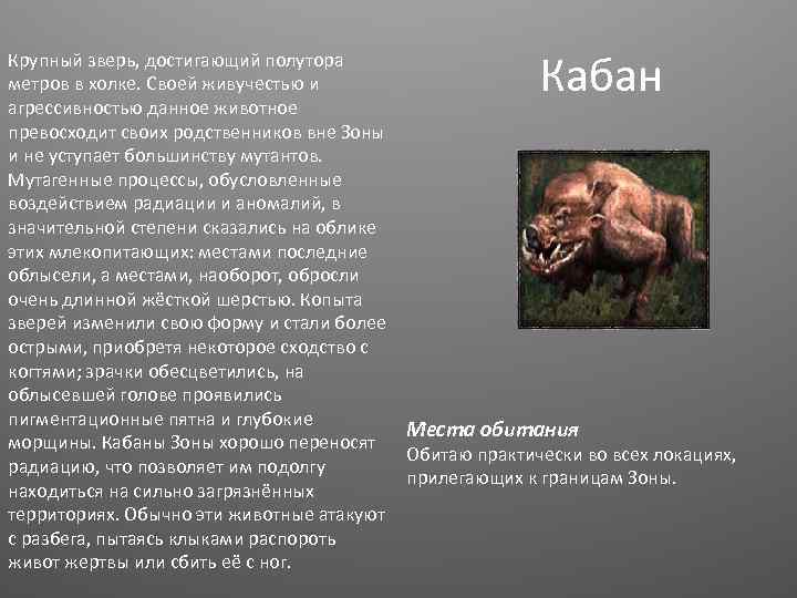 Крупный зверь, достигающий полутора метров в холке. Своей живучестью и агрессивностью данное животное превосходит