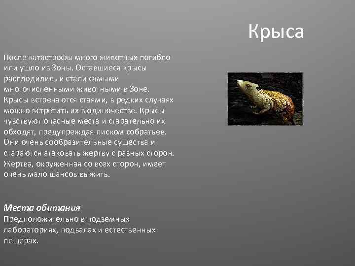 Крыса После катастрофы много животных погибло или ушло из Зоны. Оставшиеся крысы расплодились и