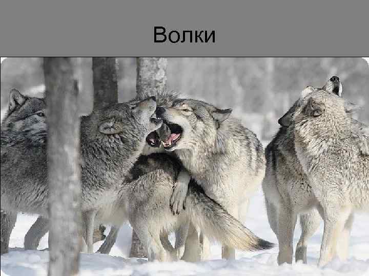 Волки 