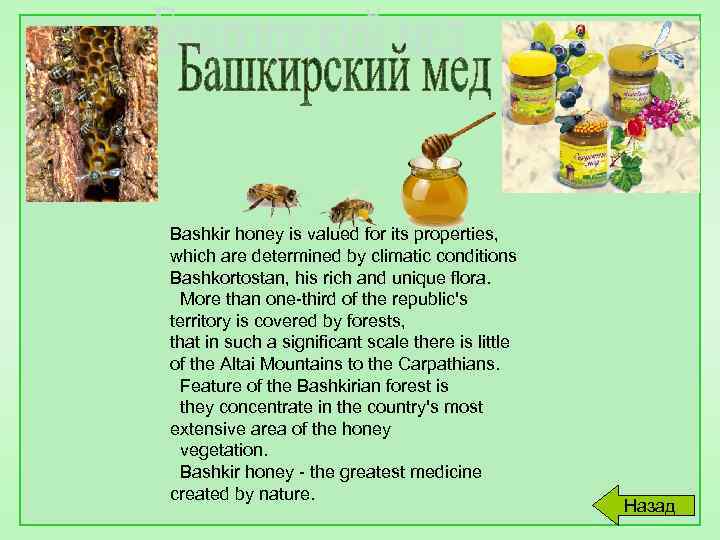 Bashkir honey is valued for its properties, which are determined by climatic conditions Bashkortostan,