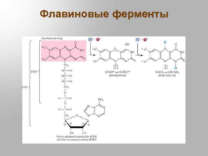 Флавиновые ферменты 