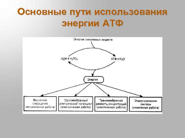 Пути образования энергии в клетке презентация