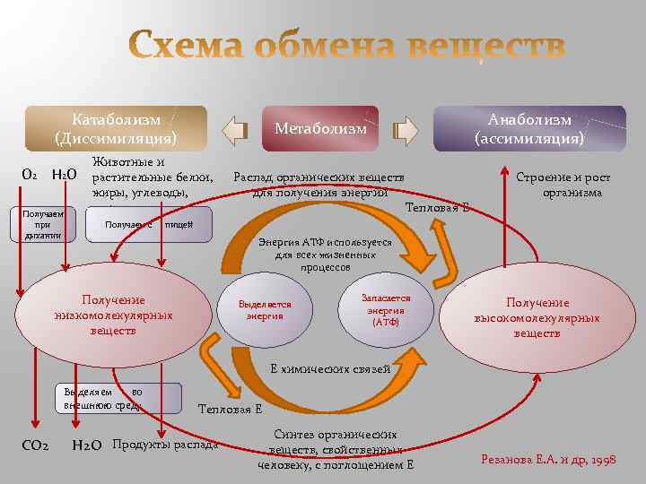 Процессы в организме человека