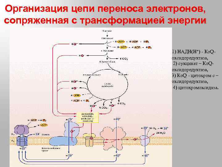 Организация цепи переноса электронов, сопряженная с трансформацией энергии 1) НАДН(Н+) - Ко. Qоксидоредуктаза, 2)