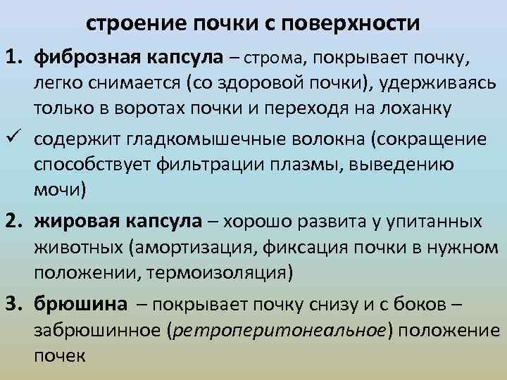 строение почки с поверхности 1. фиброзная капсула – строма, покрывает почку, легко снимается (со