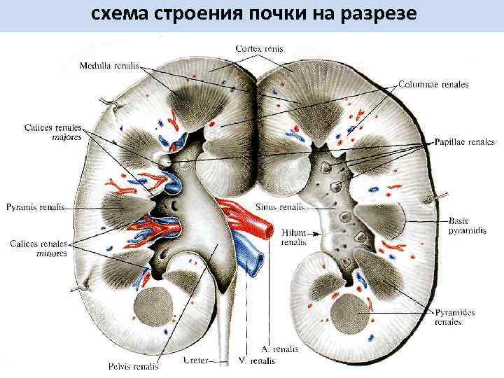 схема строения почки на разрезе 