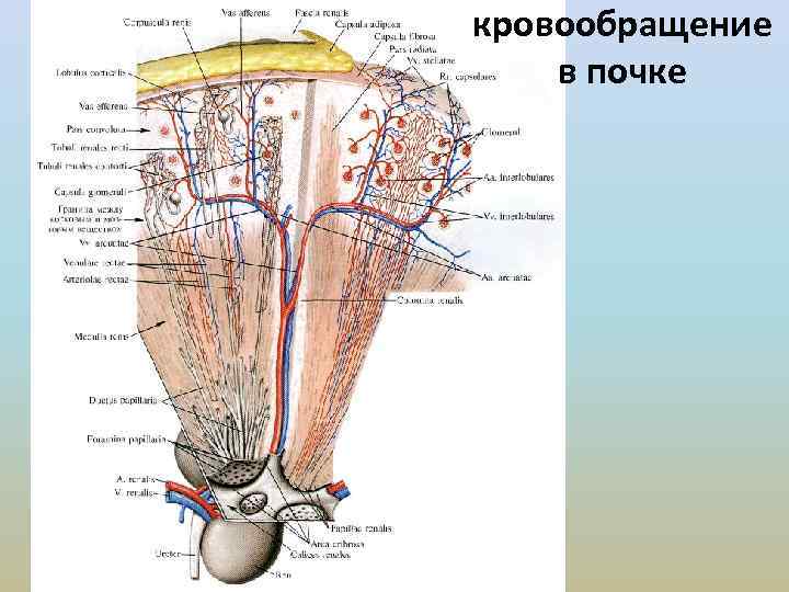 кровообращение в почке 