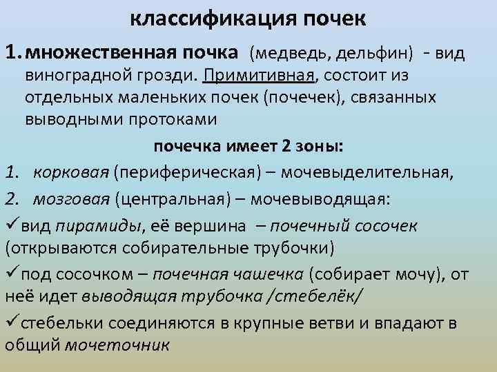 классификация почек 1. множественная почка (медведь, дельфин) - вид виноградной грозди. Примитивная, состоит из