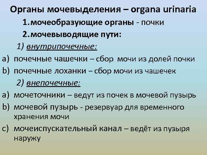 Органы мочевыделения – organa urinaria a) b) 1. мочеобразующие органы - почки 2. мочевыводящие