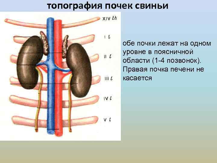 Скелетотопия почек. Строение почки свиньи анатомия. Скелетотопия почек анатомия. Топография почек у свиньи. Топография почки анатомия.