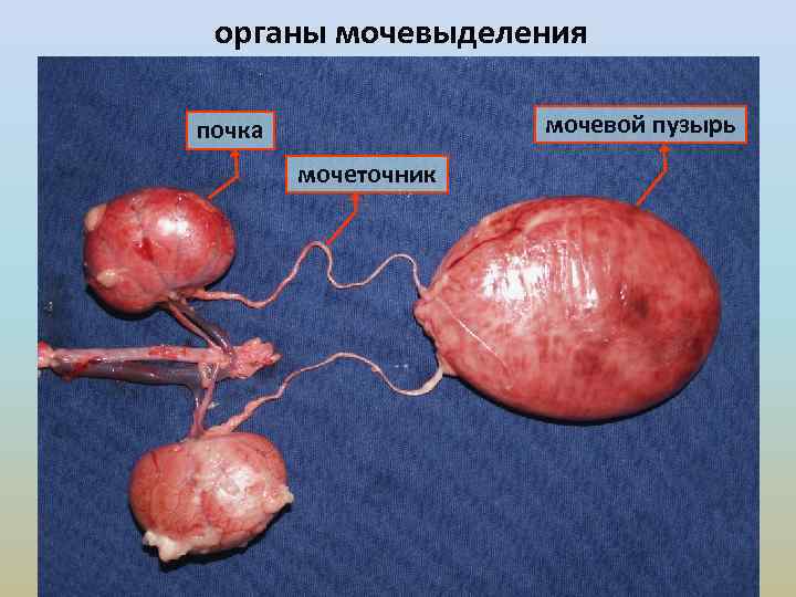 органы мочевыделения мочевой пузырь почка мочеточник 