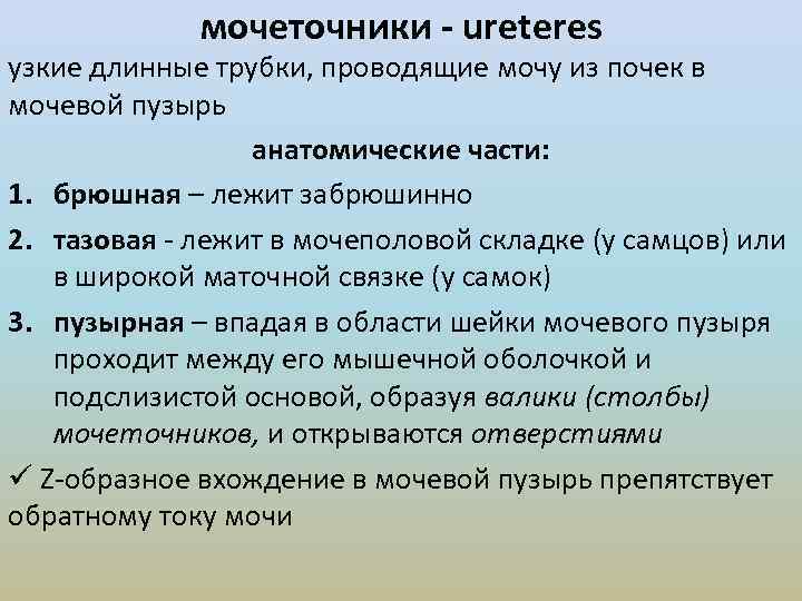 мочеточники - ureteres узкие длинные трубки, проводящие мочу из почек в мочевой пузырь анатомические