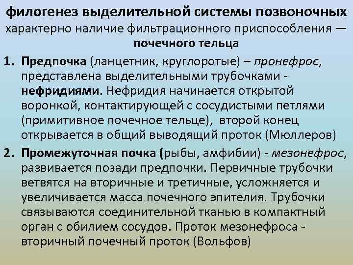 Филогенез позвоночных