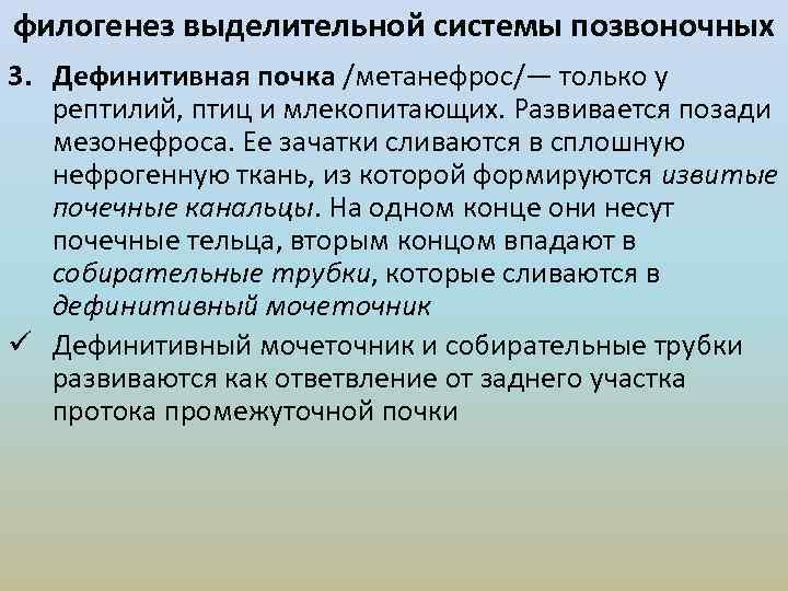 филогенез выделительной системы позвоночных 3. Дефинитивная почка /метанефрос/— только у рептилий, птиц и млекопитающих.