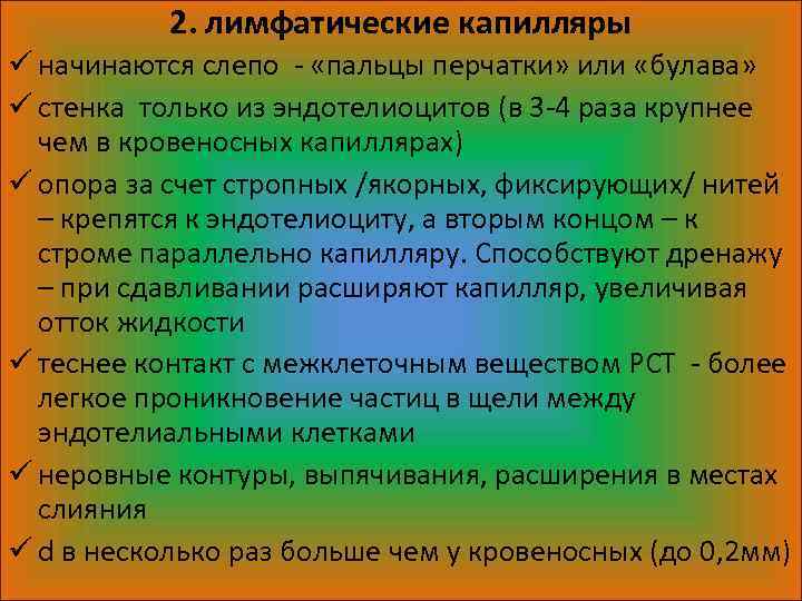 2. лимфатические капилляры ü начинаются слепо - «пальцы перчатки» или «булава» ü стенка только