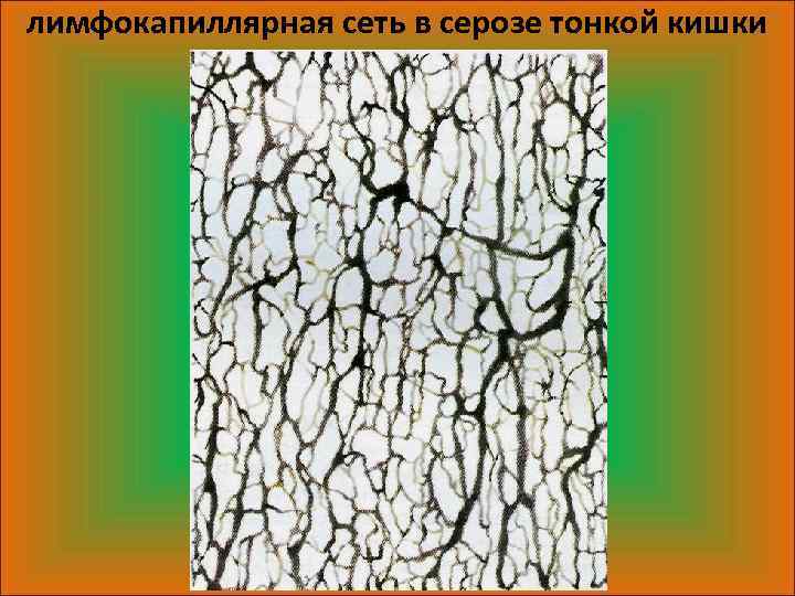 лимфокапиллярная сеть в серозе тонкой кишки 