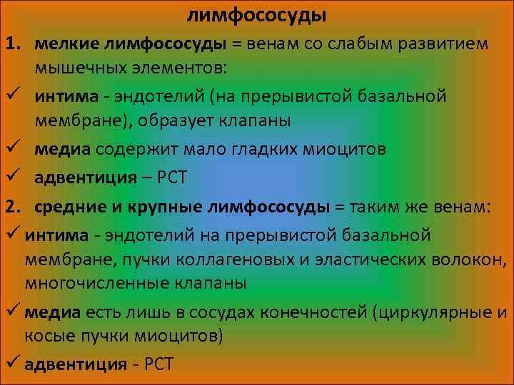 лимфососуды 1. мелкие лимфососуды = венам со слабым развитием мышечных элементов: ü интима -