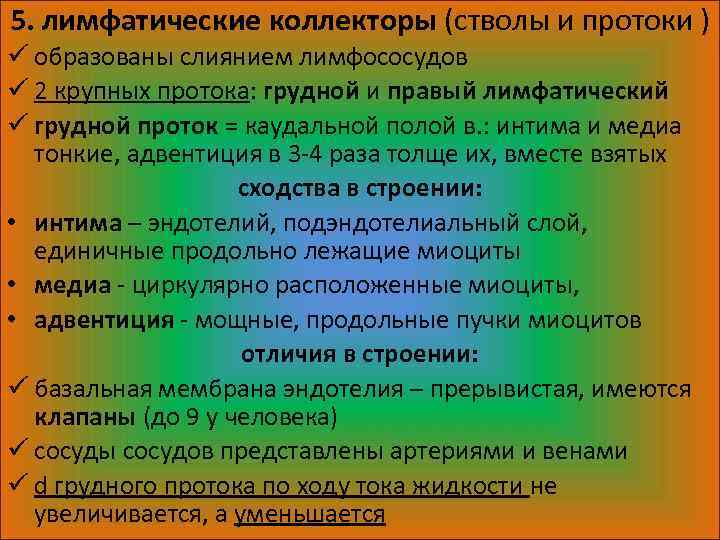 5. лимфатические коллекторы (стволы и протоки ) ü образованы слиянием лимфососудов ü 2 крупных