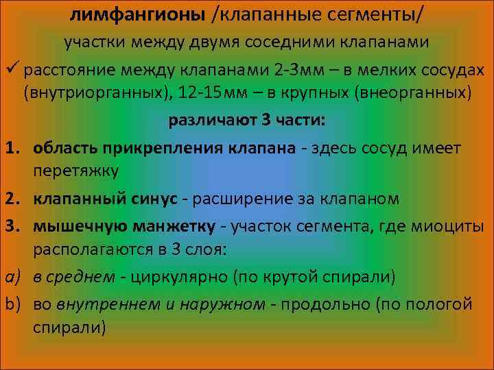 лимфангионы /клапанные сегменты/ участки между двумя соседними клапанами ü расстояние между клапанами 2 -3