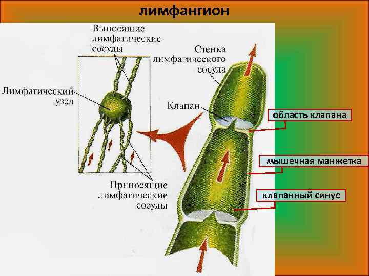 Лимфатический сосуд схема