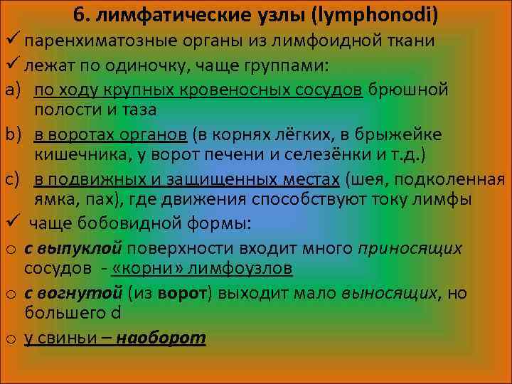 6. лимфатические узлы (lymphonodi) ü паренхиматозные органы из лимфоидной ткани ü лежат по одиночку,