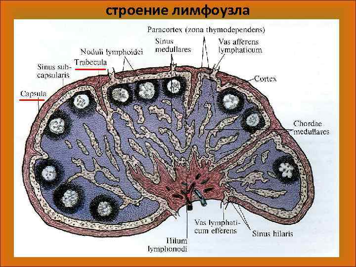 Лимфатический узел гистология схема