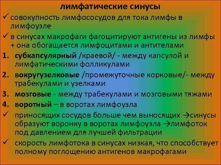 лимфатические синусы ü совокупность лимфососудов для тока лимфы в лимфоузле ü в синусах макрофаги