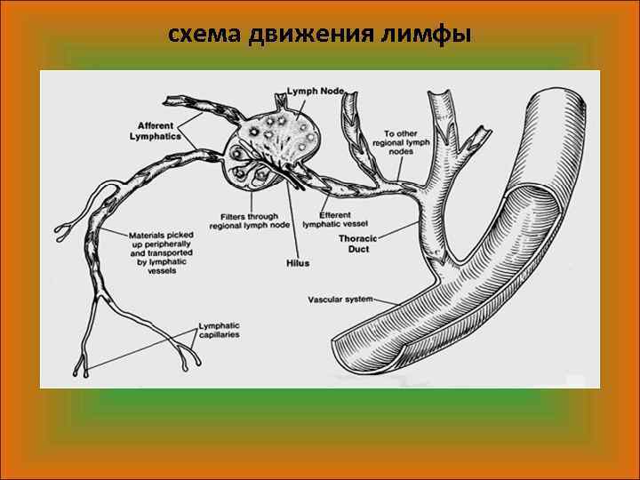 Лимфоотток в организме. Схема строения лимфатической системы пропущенные компоненты. Лимфатическая система движение крови. Механизмы образования и оттока лимфы. Регуляция лимфообращения схема.