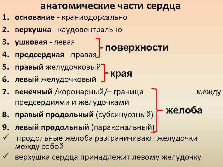 1. 2. 3. 4. 5. 6. 7. 8. 9. ü ü анатомические части сердца