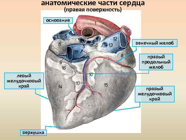 Правая поверхность. Части сердца. Анатомические части сердца. Основание сердца. Правая часть сердца.