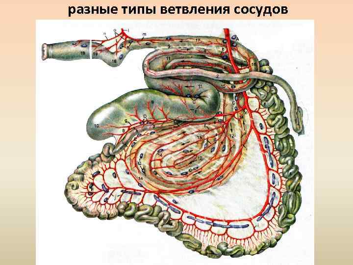 разные типы ветвления сосудов 