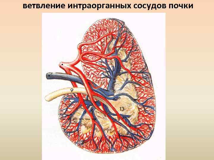 ветвление интраорганных сосудов почки 