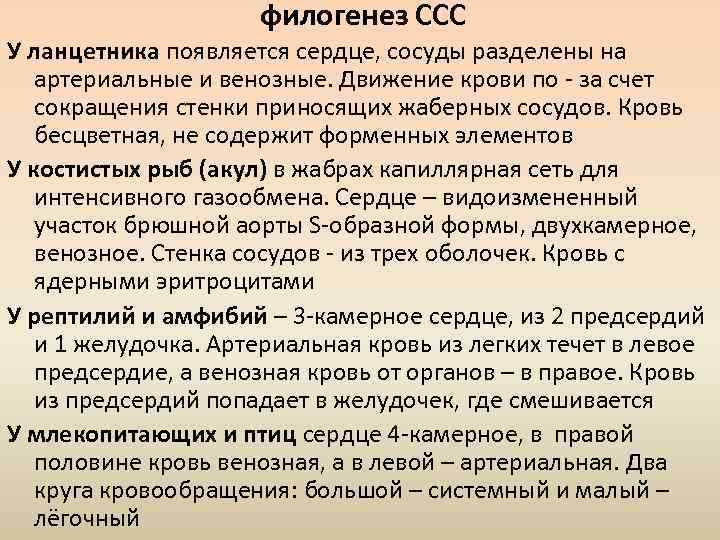 филогенез ССС У ланцетника появляется сердце, сосуды разделены на артериальные и венозные. Движение крови