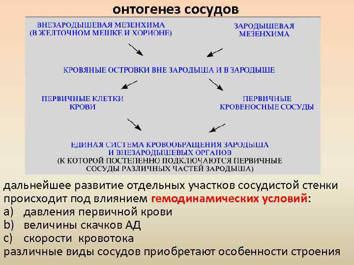 онтогенез сосудов дальнейшее развитие отдельных участков сосудистой стенки происходит под влиянием гемодинамических условий: a)