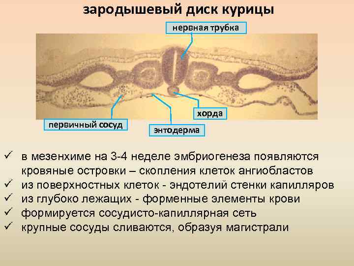 Хорда нервная трубка первичная кишка