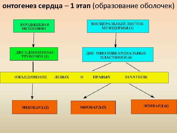 онтогенез сердца – 1 этап (образование оболочек) 