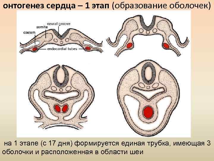 онтогенез сердца – 1 этап (образование оболочек) на 1 этапе (с 17 дня) формируется